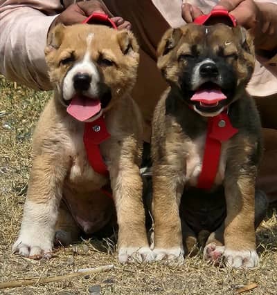 Alabai Pair / security Dog / Afghan Kochi / King kurdish kangal pair