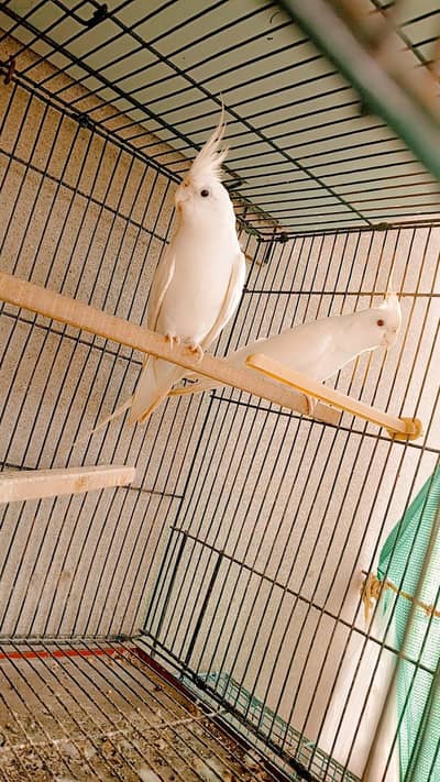 Eno Red Eyes Breader Pair Cocktiel (0311 9555324)