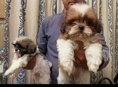 Shitzu Top Show Quality Puppies Available