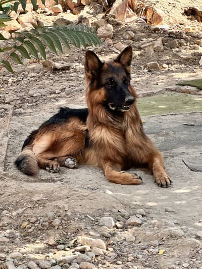 Pure Breed