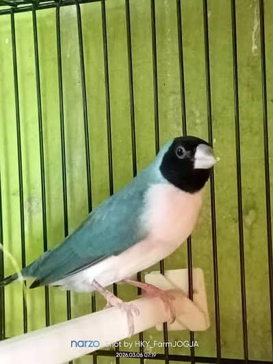 Blue gouldian excellent pair