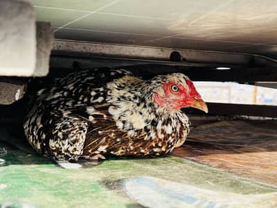 Hens for sale