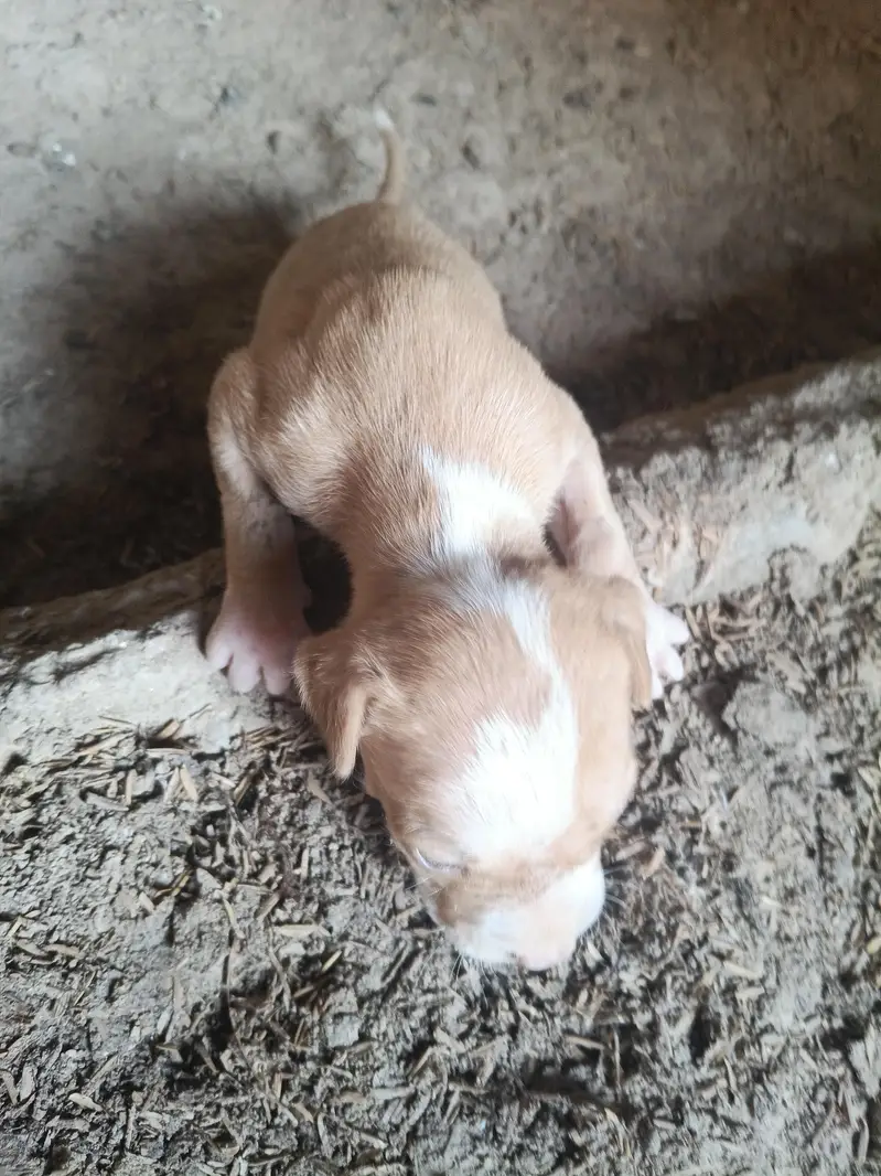 PURE GULTEAR FOR SELL — photo 2