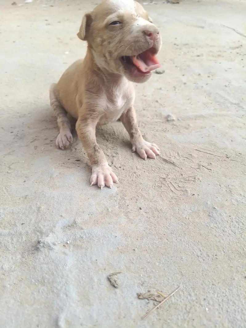 PURE GULTEAR FOR SELL — photo 4