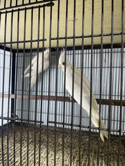 Eno red eye breeder pair