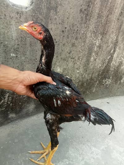 URGENT SALE HINT X Viet KHARDUMBA PATHA