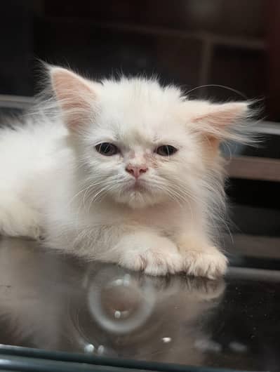 Cute & Adorable 3 Kittens for Sale – Healthy & Playful