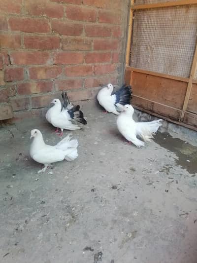 2 pair Lucky Pigeons 03224376274