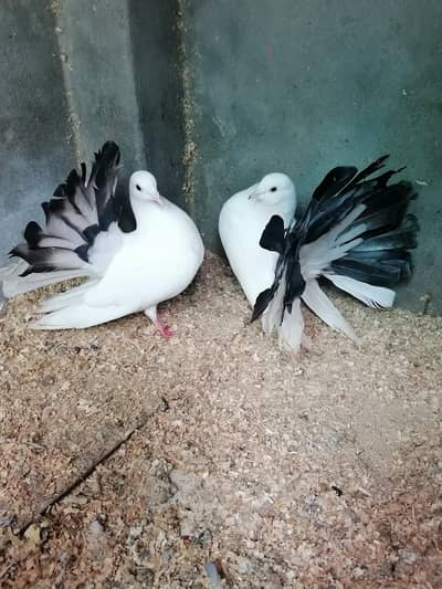 Pigeons 03224376274