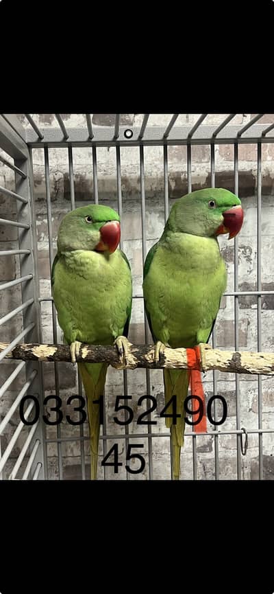 Raw parrot breeding pair