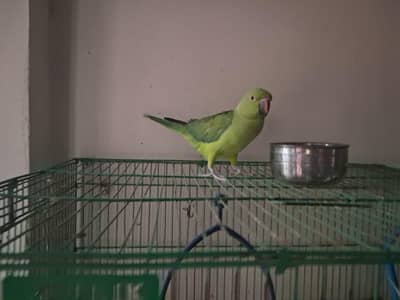 Hand-tamed Green talking Parrot with Cage