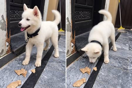 Husky Dog