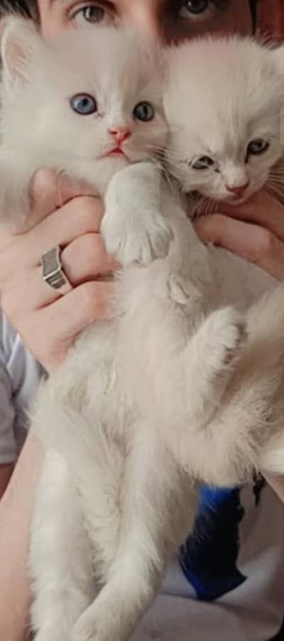 cat is very hendsone percion cat