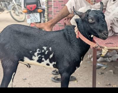 Bakra