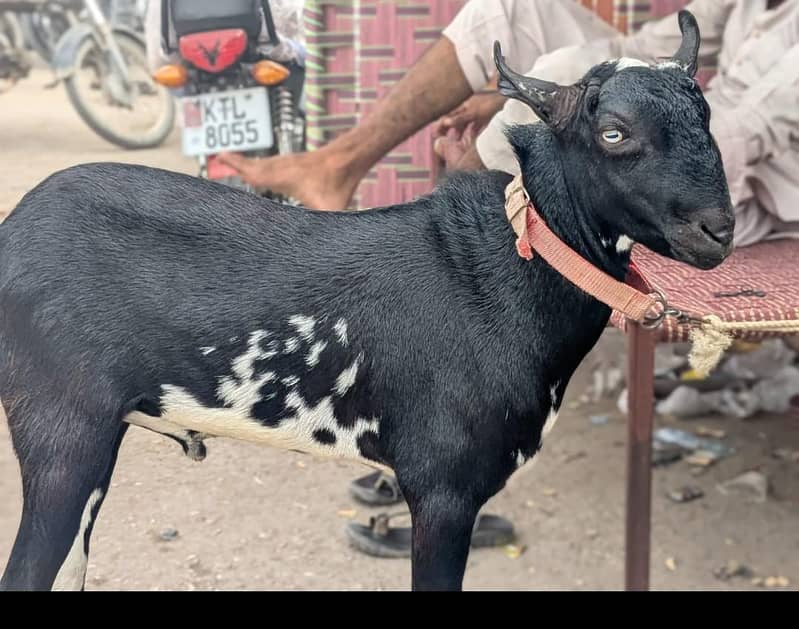 Bakra 0