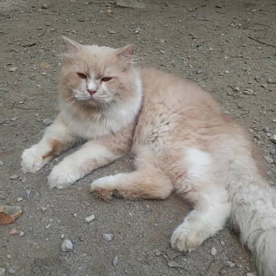 PERSOAN CAT FOR SALE