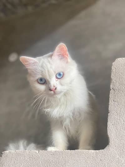 Persian cat double code