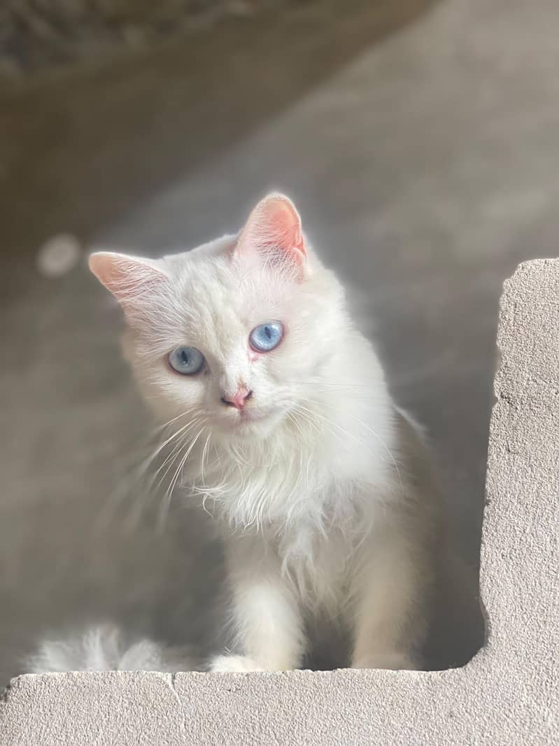 Persian cat double code 0