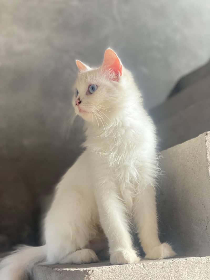 Persian cat double code 2