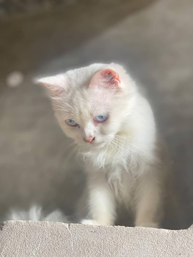 Persian cat double code 3