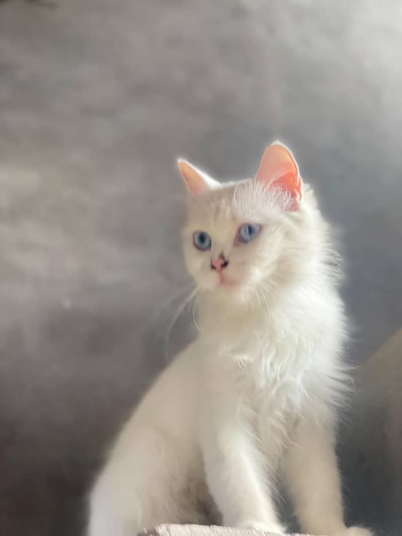 Persian cat double code 7
