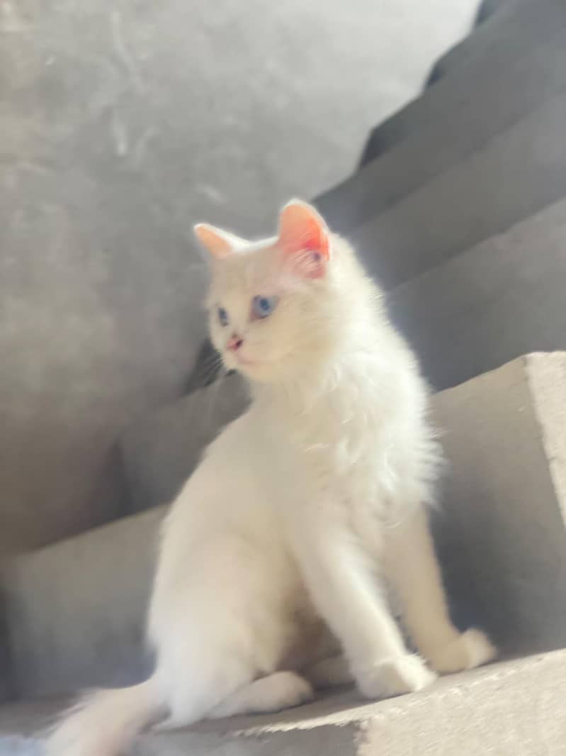 Persian cat double code 8