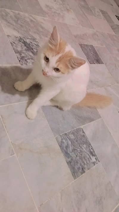 Persian cat