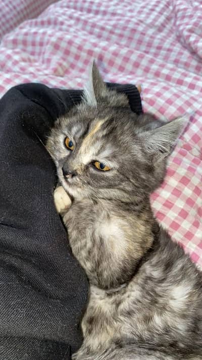 Persian doll  face kitten