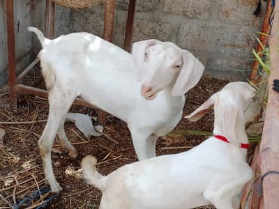 tapri bakri with male kid
