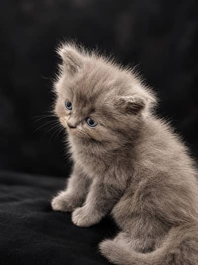 Pure persian breed