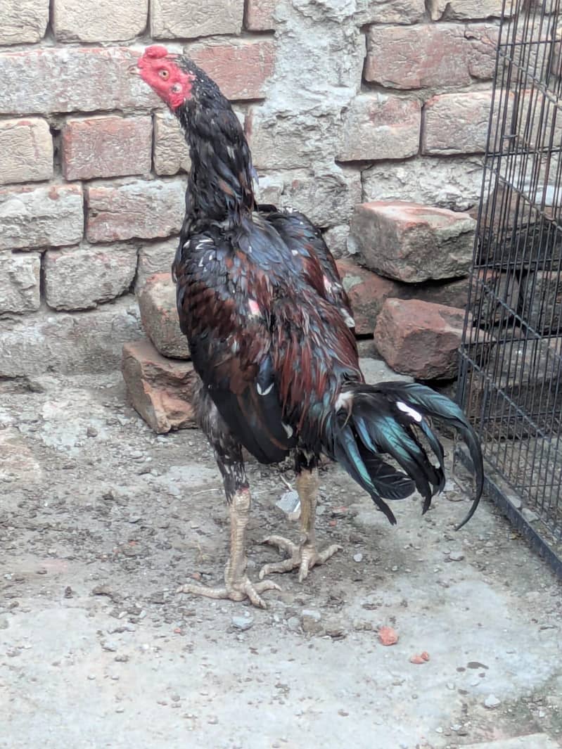 aseel murga 2