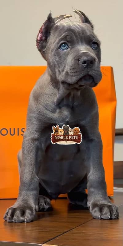 Cane corso pedigree with international passport puppies available