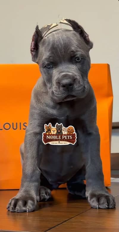 Cane corso pedigree with international passport puppies available