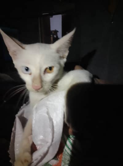 Cat 