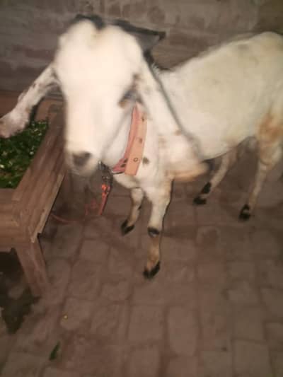 tendy and barbani mix hy qurbani py Laga jea ga