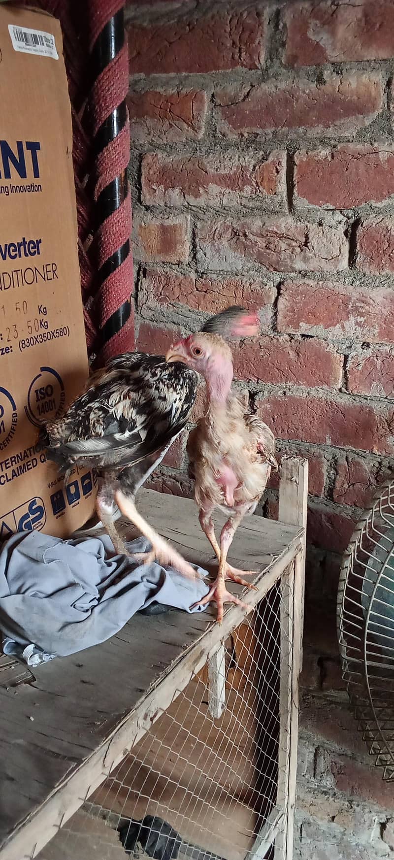 parrot big 1