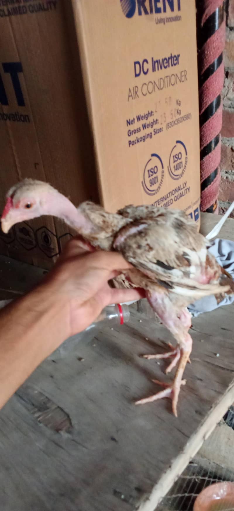parrot big 3