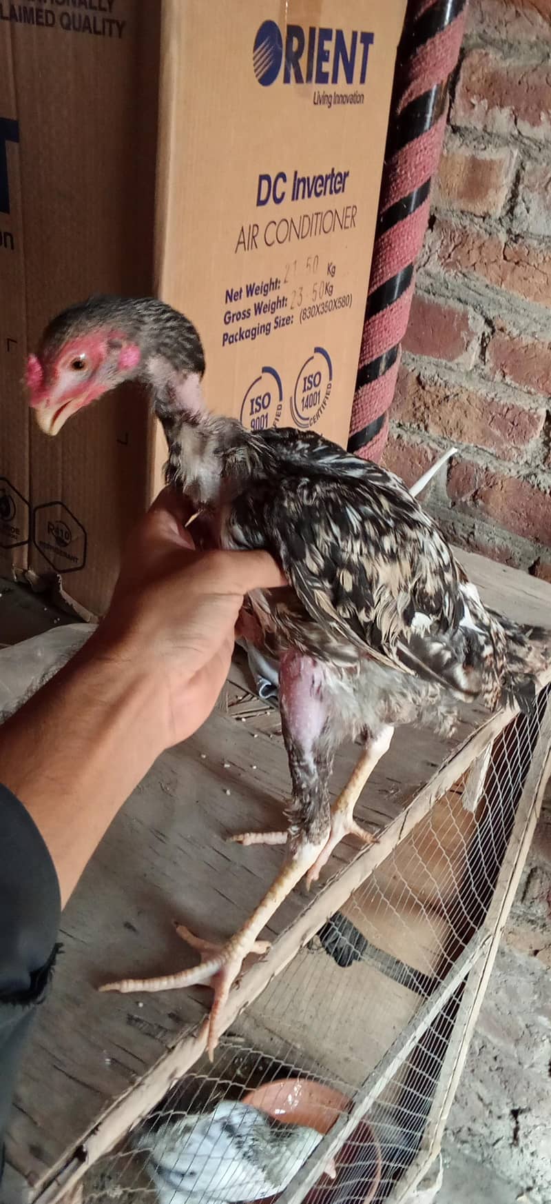 parrot big 5
