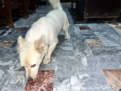 White pista