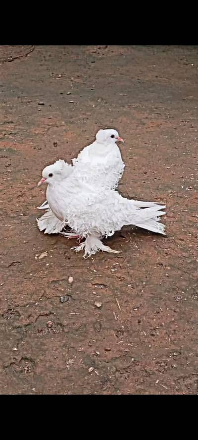 Full White frill back pegion pair for sale