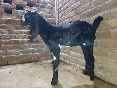 male female bache for sale