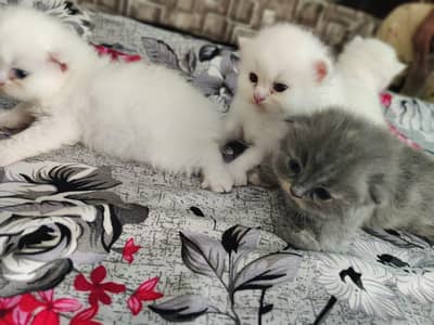 Persian triple coated kitten male Nd female both available