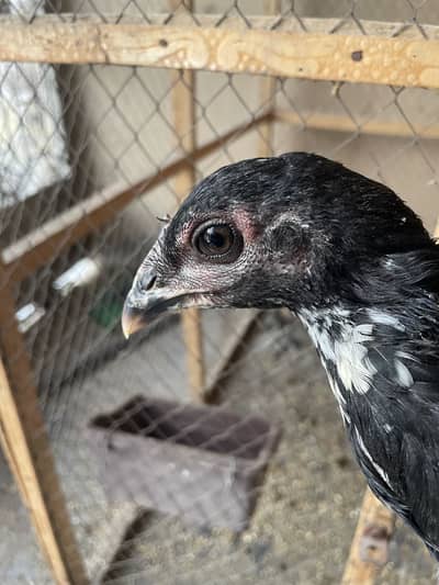 Thai/ pakoya/ chicks/ Male