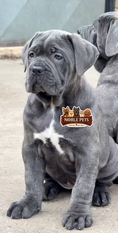 Cane corso pedigree with passport puppies available in Pakistan