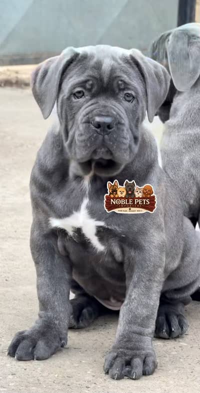 Cane corso pedigree with passport puppies available in Pakistan