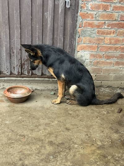 Jerman shepard female 7 month
