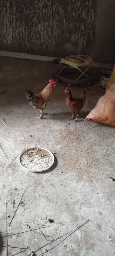 cock and hen