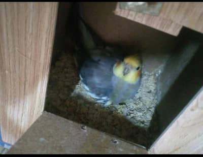 cocktail breeder pair with eggs or box 03170151599.