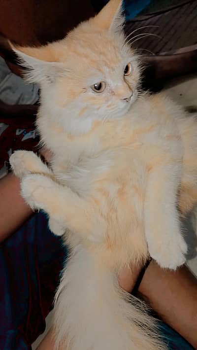 cute cat