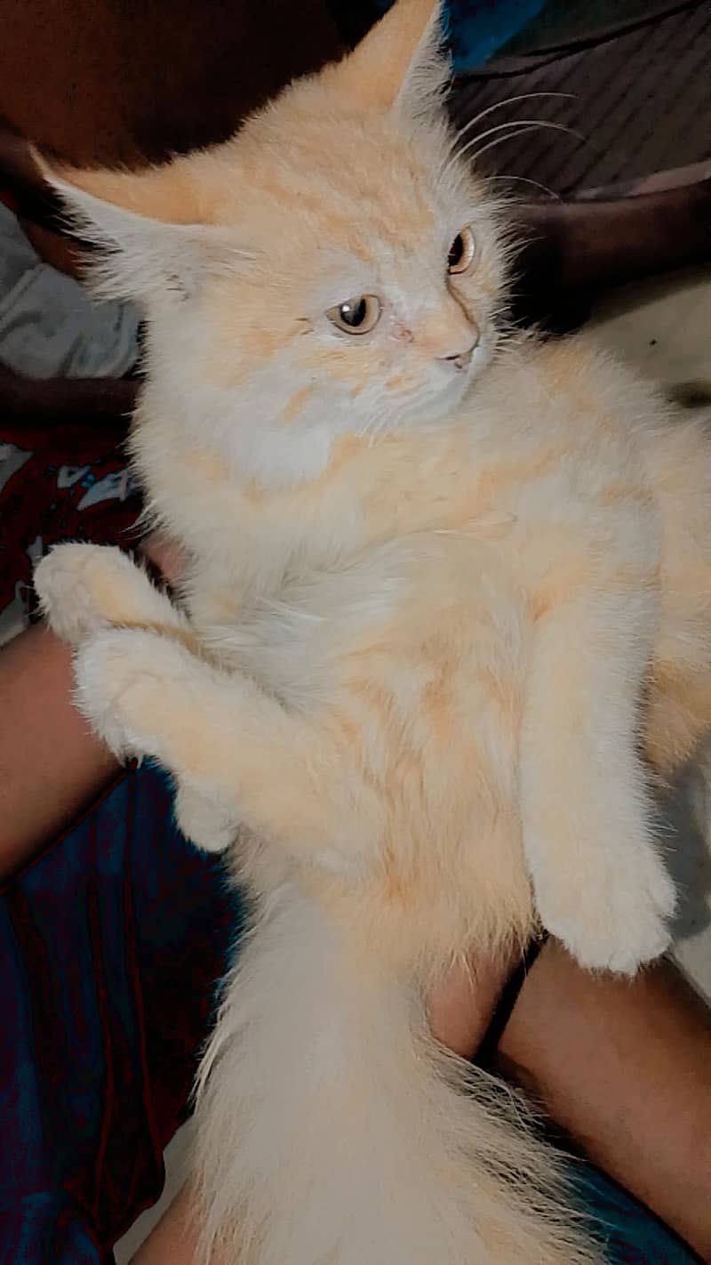 cute cat 0